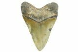 Robust, Fossil Megalodon Tooth - North Carolina #365973-2